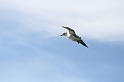 IMG_3929_Resize