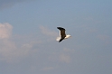 IMG_5265_Resize