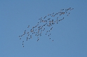 IMG_8598_Resize