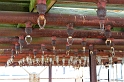 IMG_1118_Resize