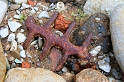 IMG_1499_Resize