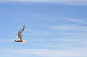 IMG_1501_Resize