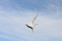 IMG_1506_Resize