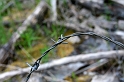 IMG_3047_Resize
