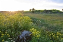 IMG_3174_Resize
