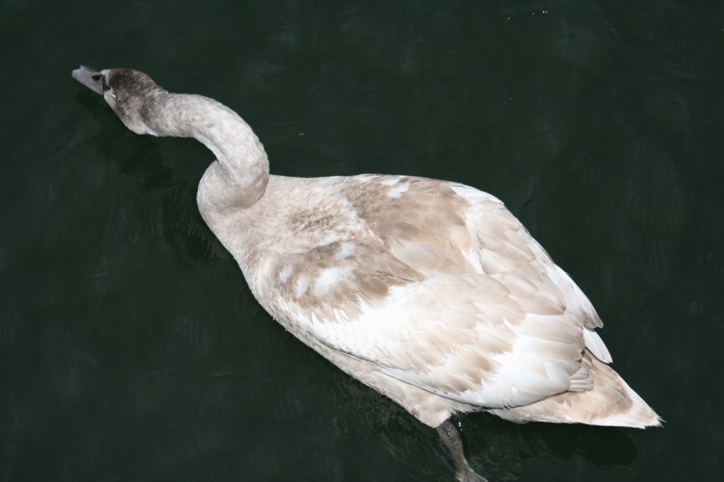 photo35.jpg