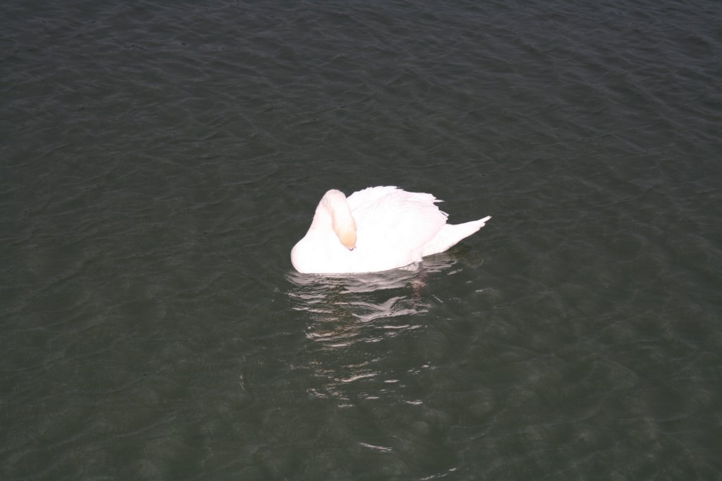 photo41.jpg