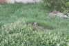 photo9_small.jpg