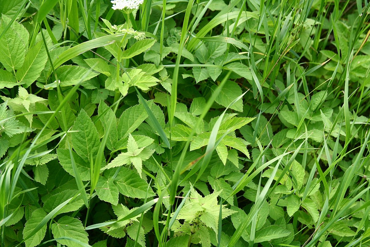 photo63.jpg